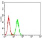 PDPK1 Antibody
